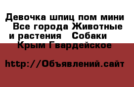 Девочка шпиц пом мини - Все города Животные и растения » Собаки   . Крым,Гвардейское